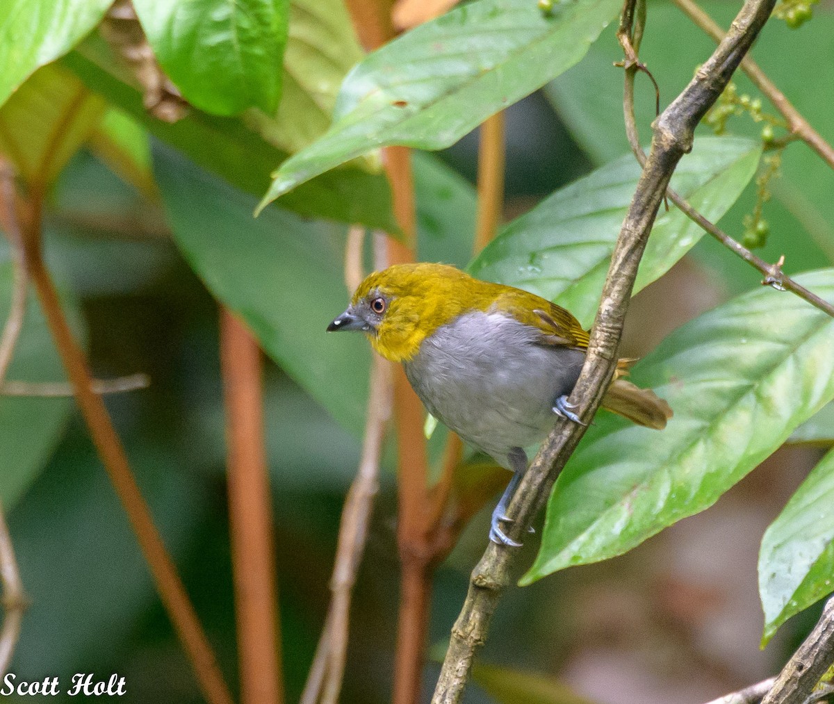 Yellow-throated Chlorospingus - Joan Holt