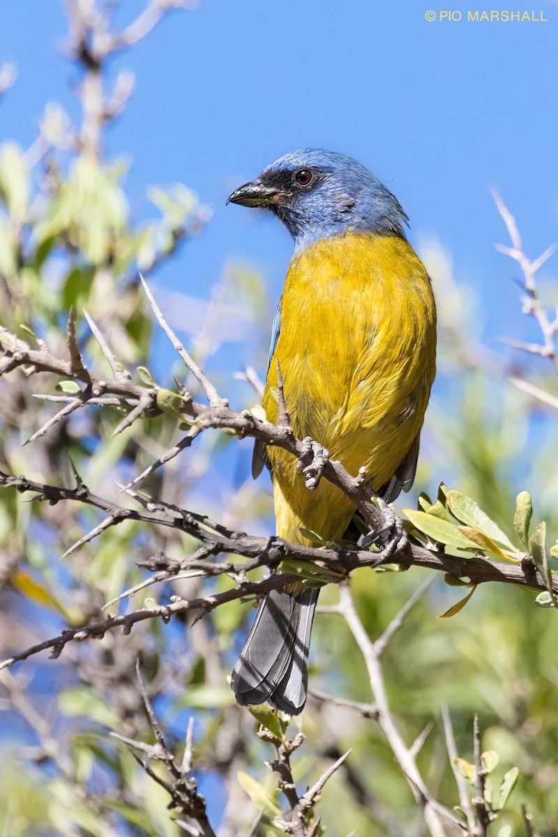 Blue-and-yellow Tanager - ML108204691