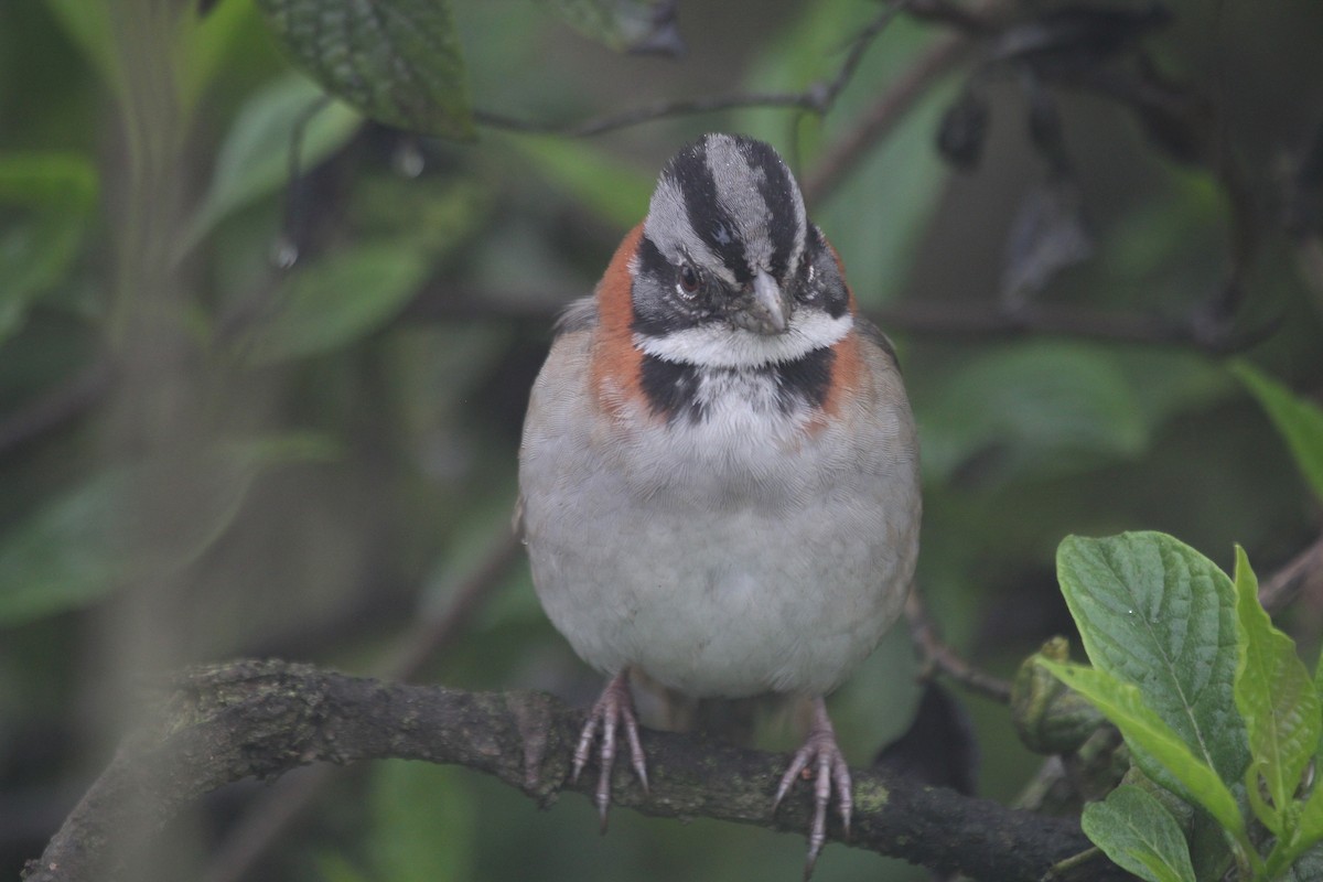 Rufous-collared Sparrow - ML108205691