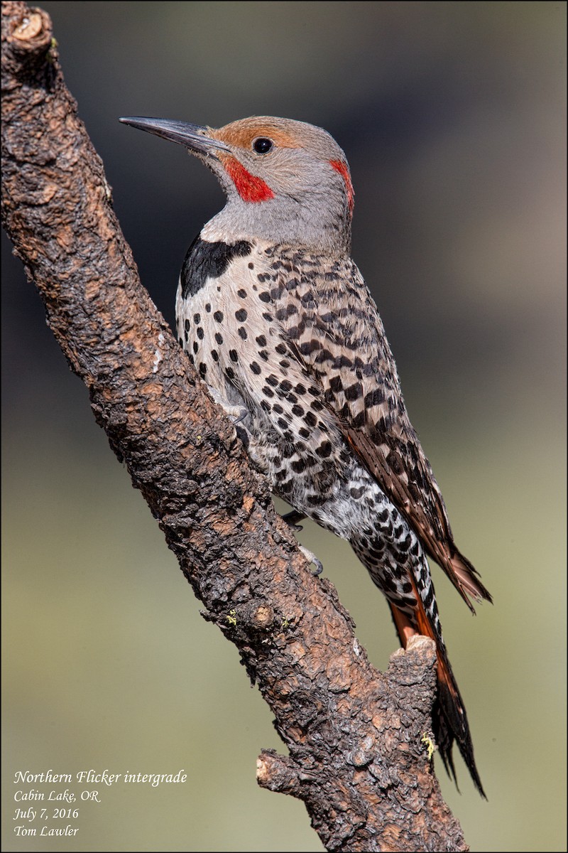Northern Flicker (Yellow-shafted x Red-shafted) - ML108206911