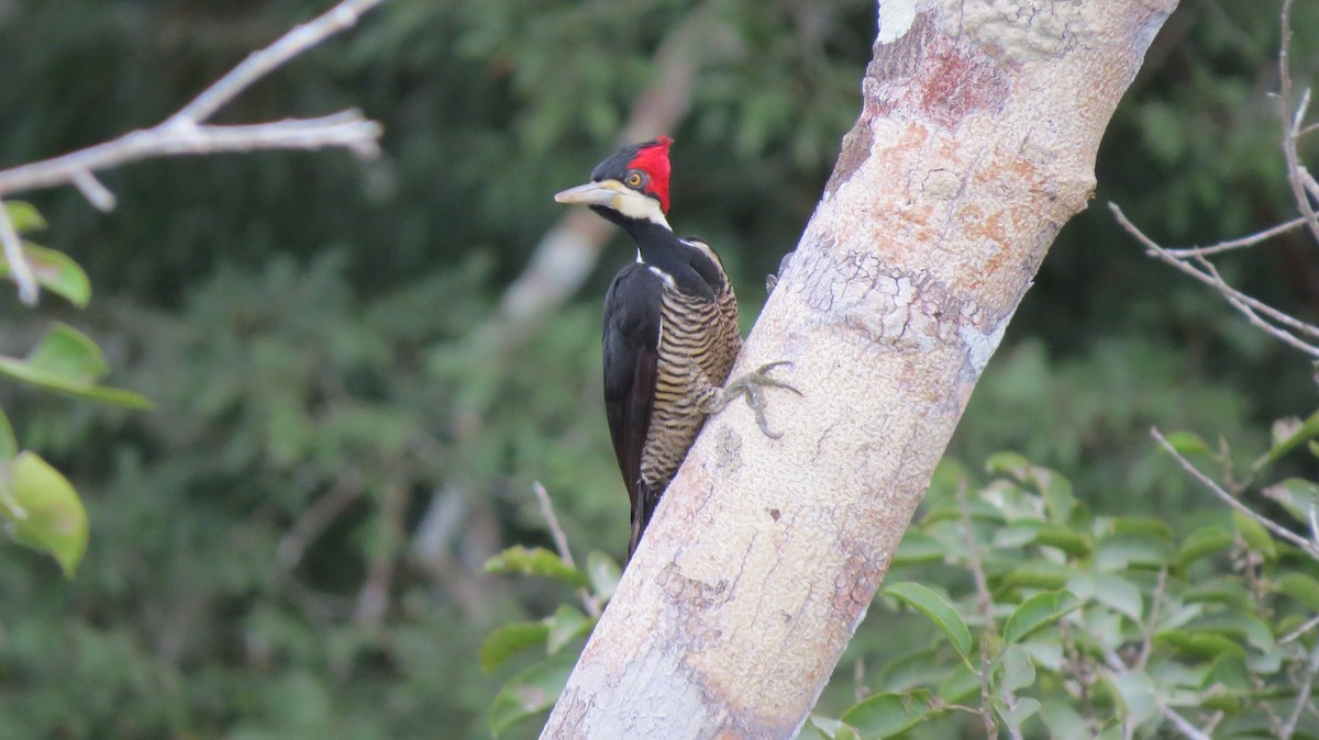 Crimson-crested Woodpecker - Jean Carlo Rodríguez