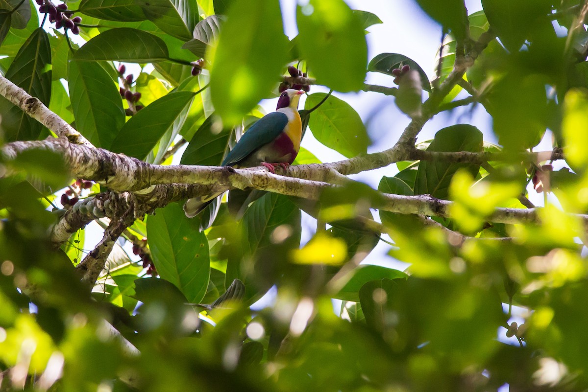 Yellow-breasted Fruit-Dove - ML108209121