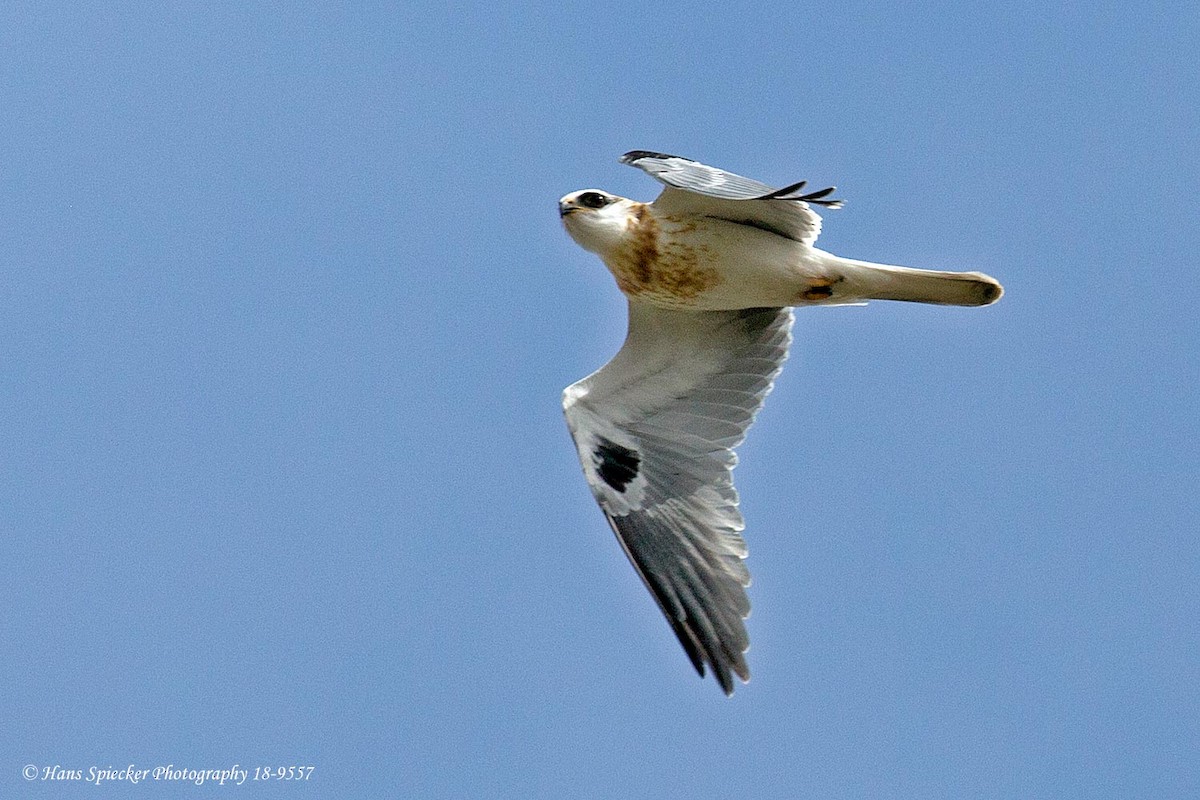White-tailed Kite - Hans Spiecker