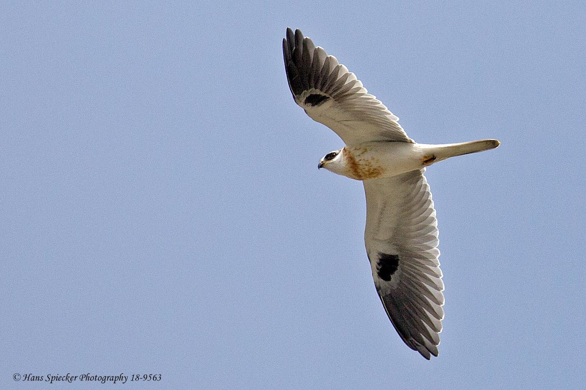 White-tailed Kite - ML108210171