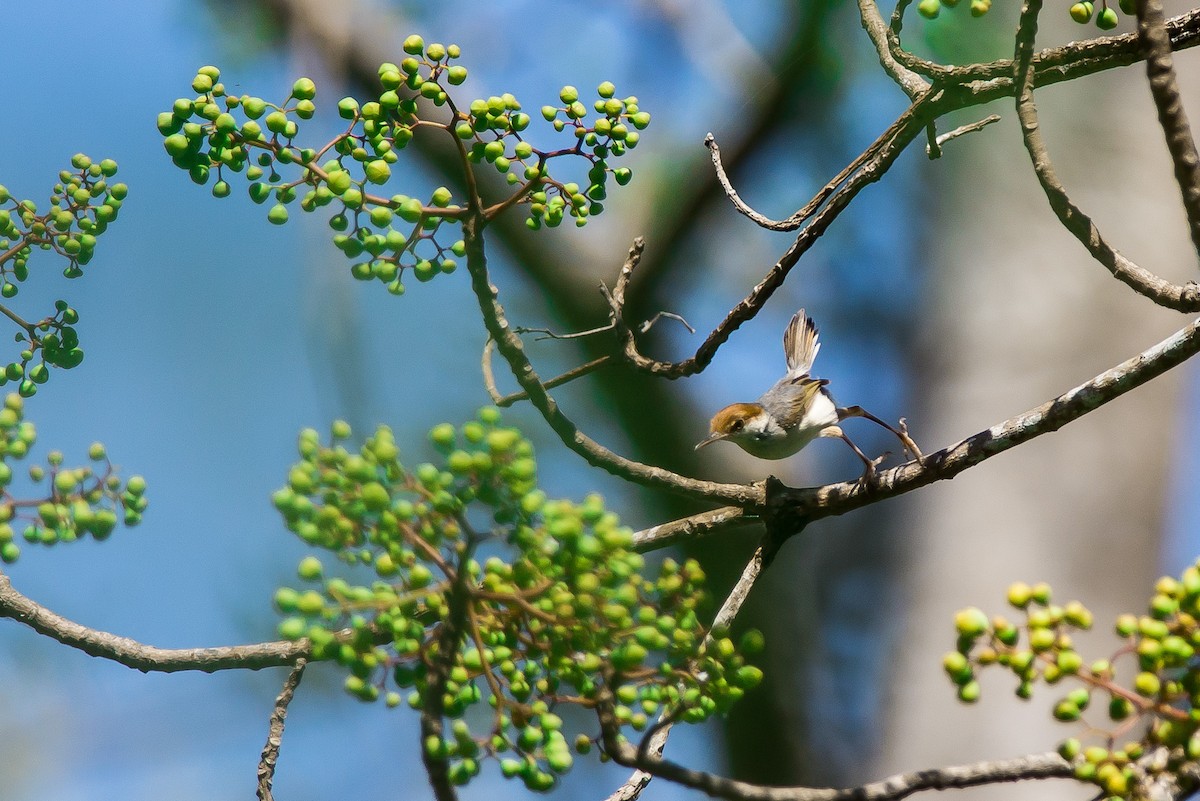 Rufous-tailed Tailorbird - Nige Hartley