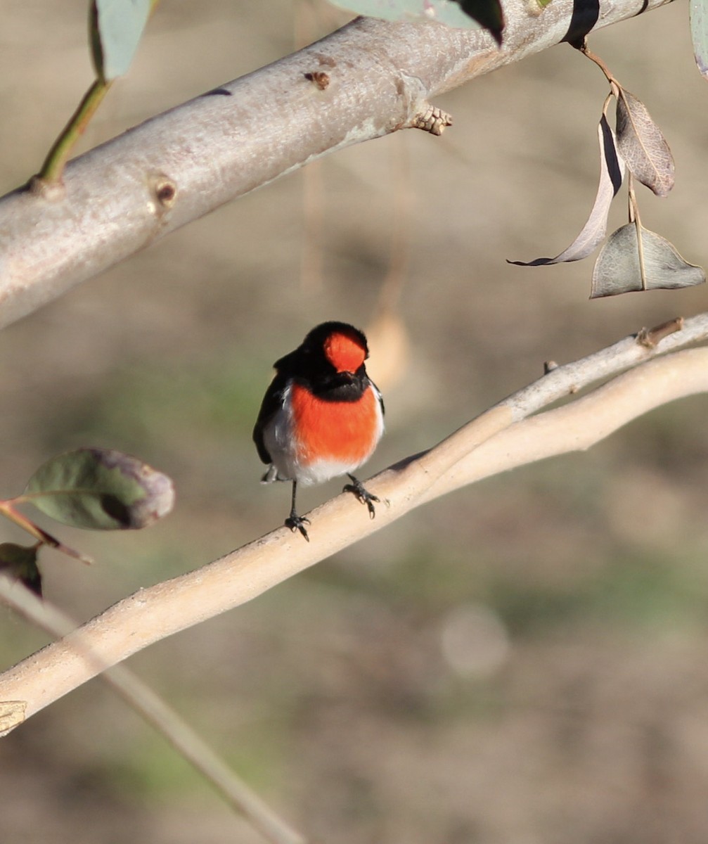 Red-capped Robin - ML108210421