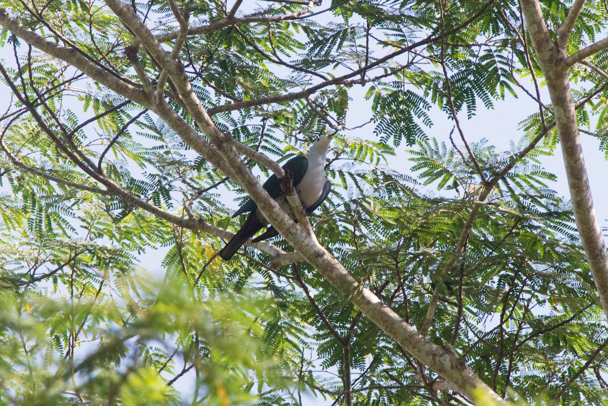 Green Imperial-Pigeon - ML108211051