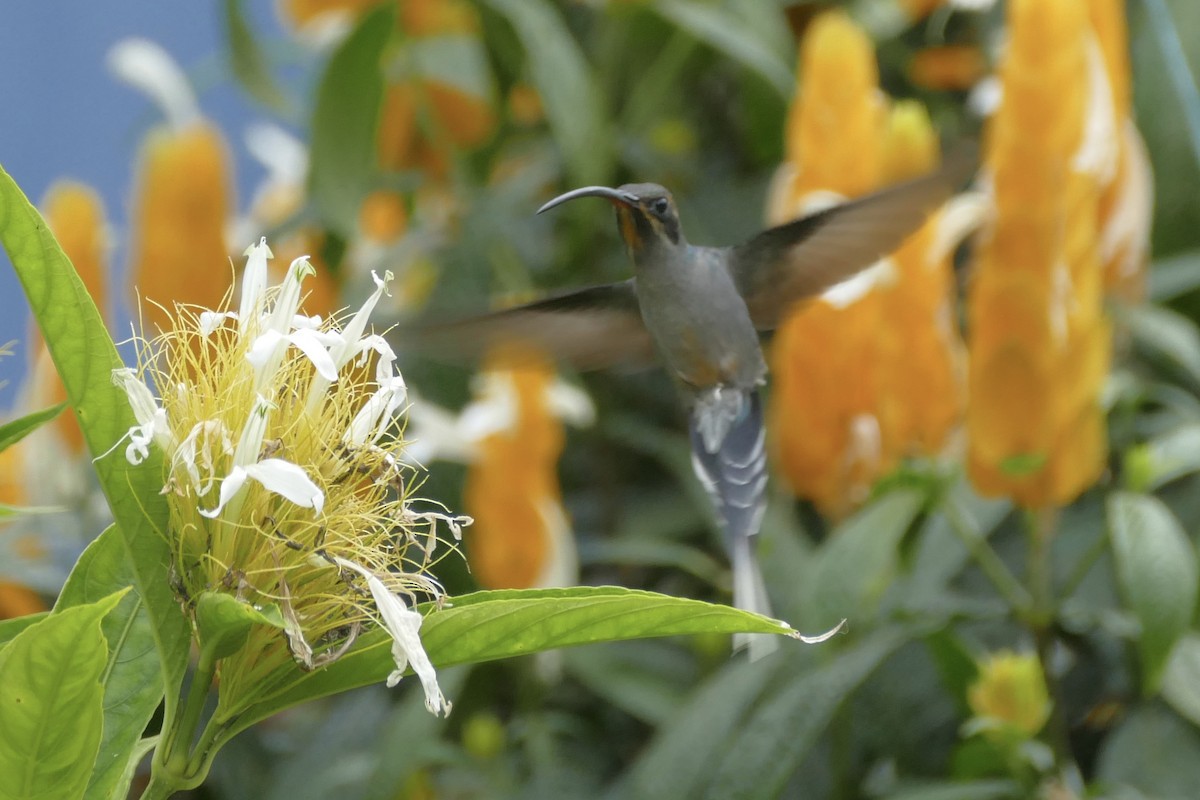 kolibřík šedobřichý - ML108211781