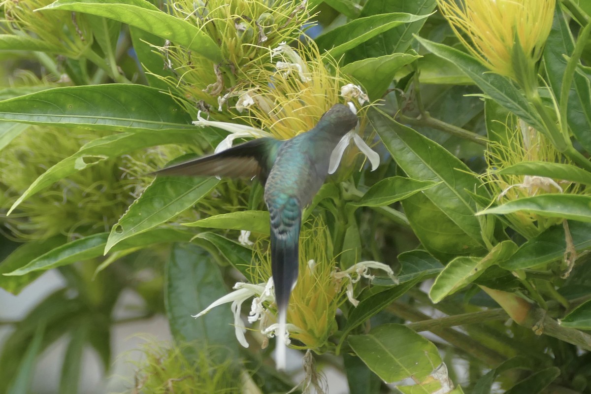 Зелёный колибри-отшельник - ML108211801