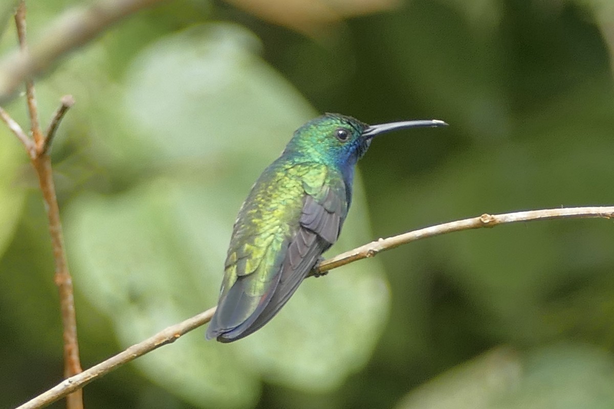 kolibřík tropický - ML108211901