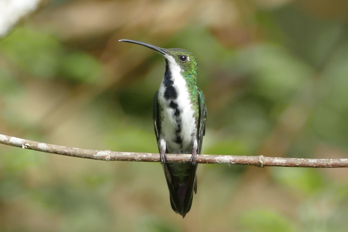 kolibřík tropický - ML108211941