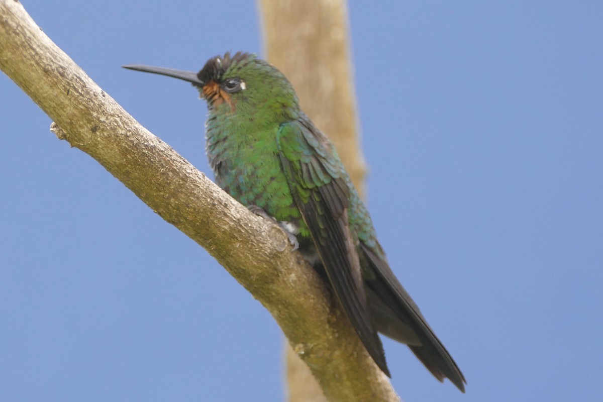 Green-crowned Brilliant - ML108212441