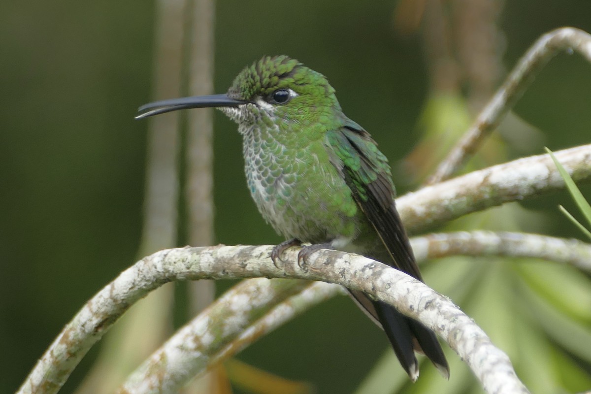 Green-crowned Brilliant - ML108212491