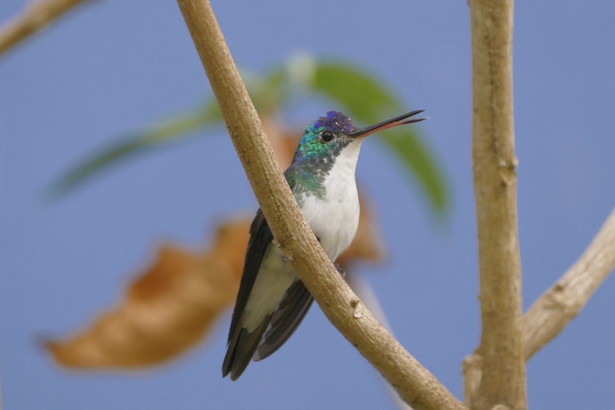 kolibřík andský - ML108212501