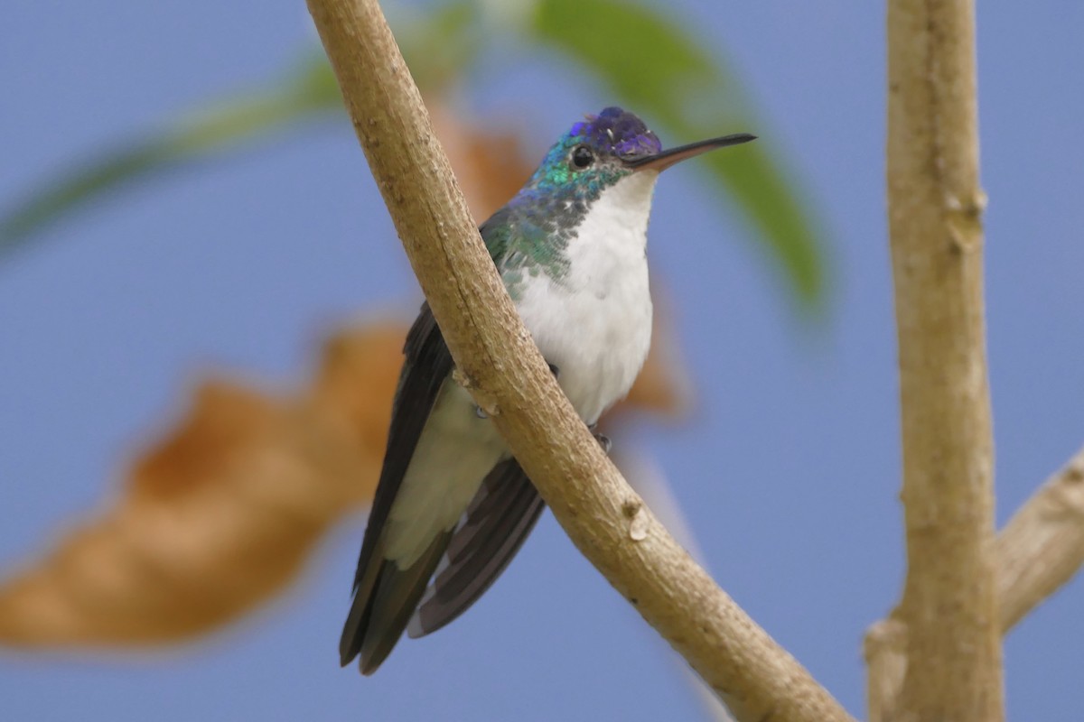 kolibřík andský - ML108212521