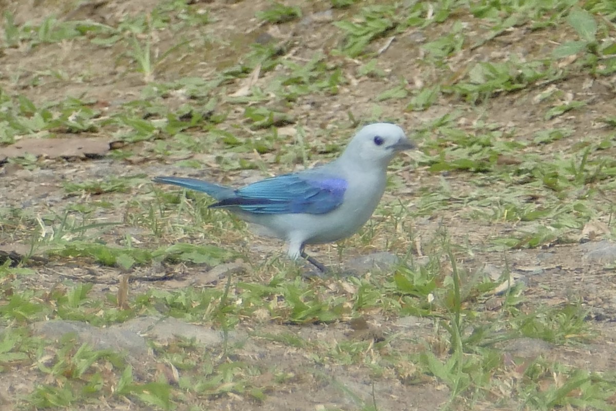 Blue-gray Tanager - ML108212841
