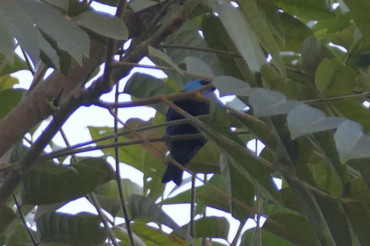 Blue-necked Tanager - ML108212861