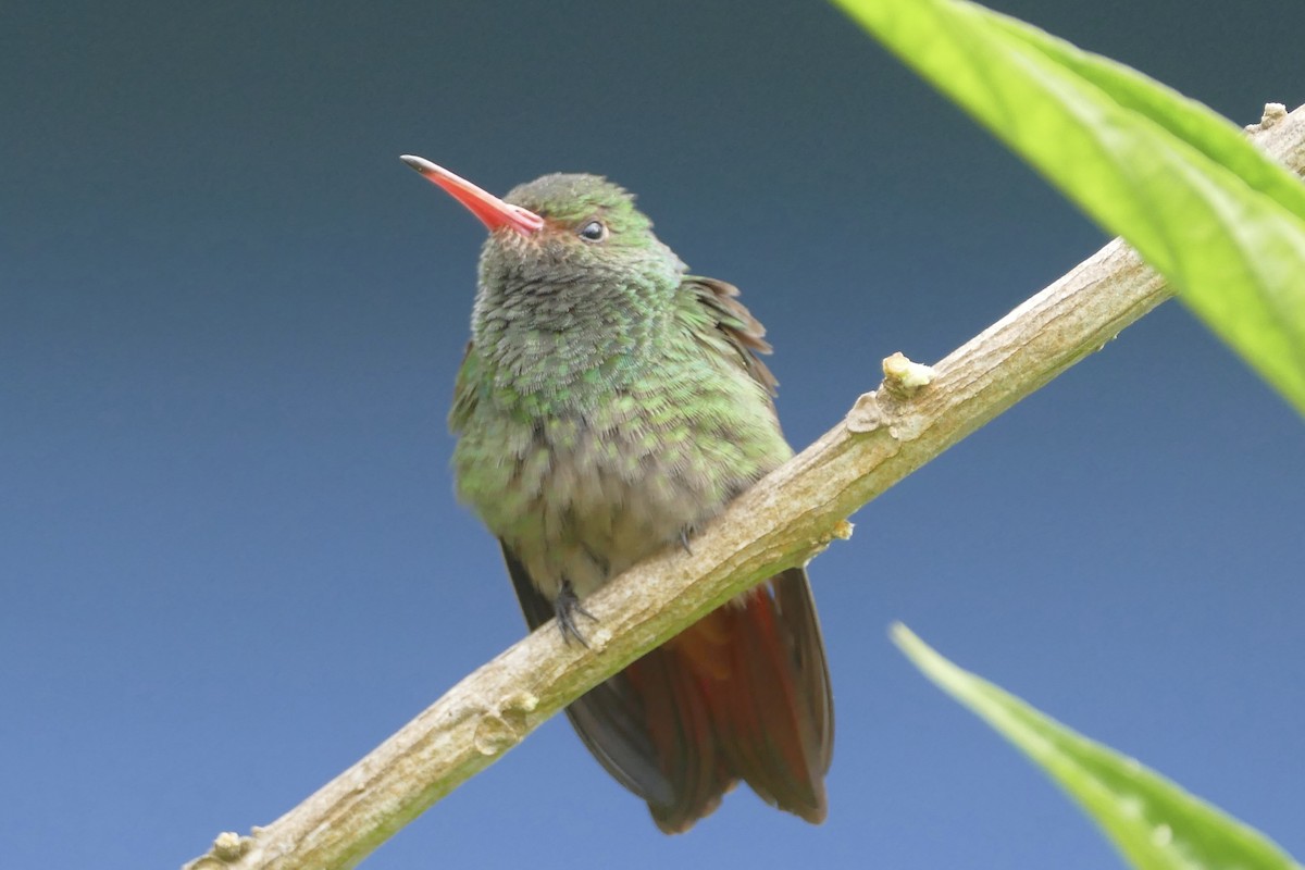 Rufous-tailed Hummingbird - ML108212881