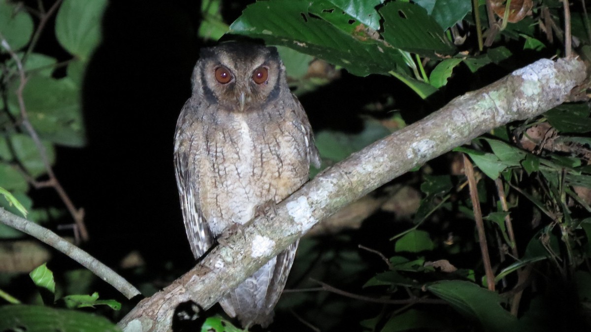 Tawny-bellied Screech-Owl - Jean Carlo Rodríguez
