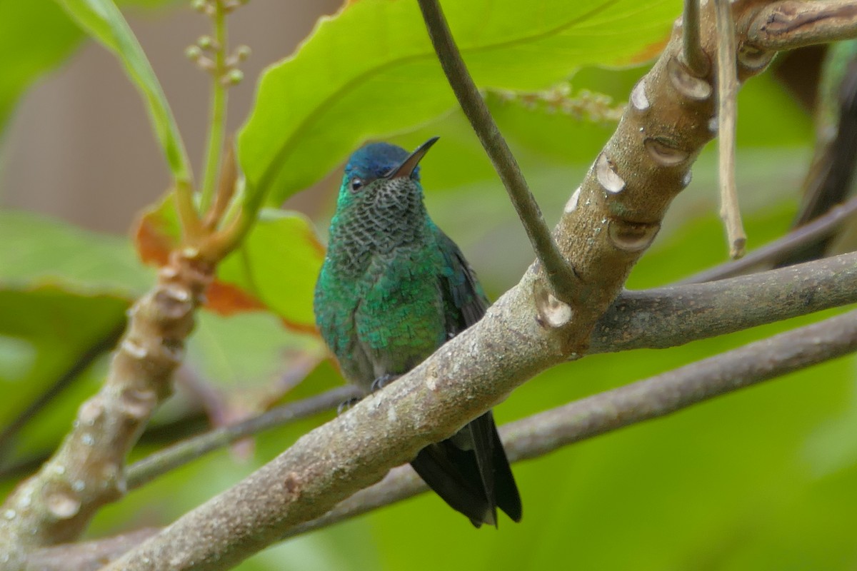 kolibřík indigovohlavý - ML108213051