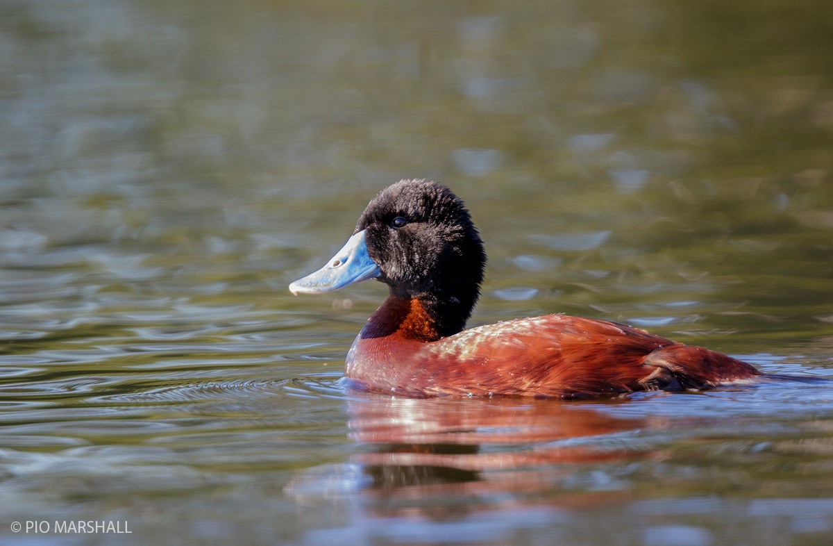 Andean Duck - ML108214961