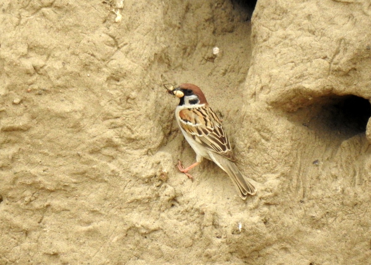 Eurasian Tree Sparrow - ML108216211