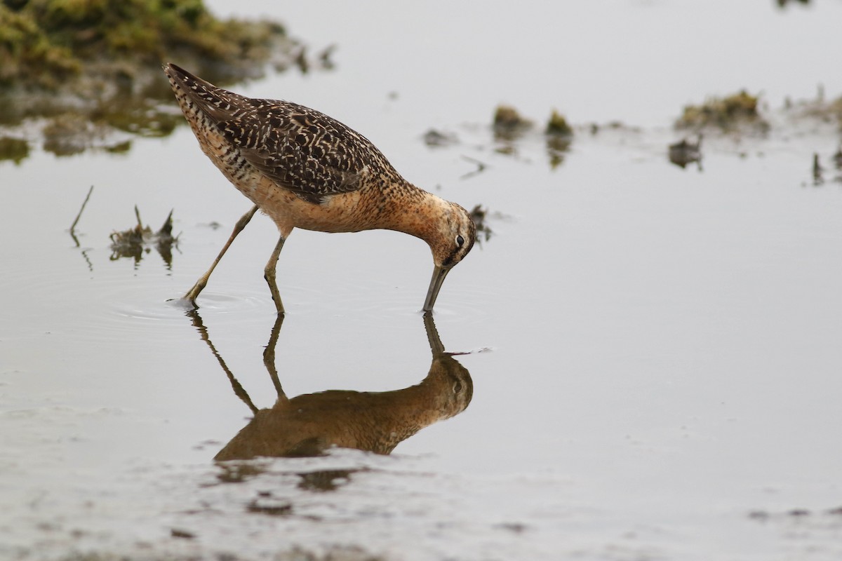 Long-billed Dowitcher - Tommy Quarles