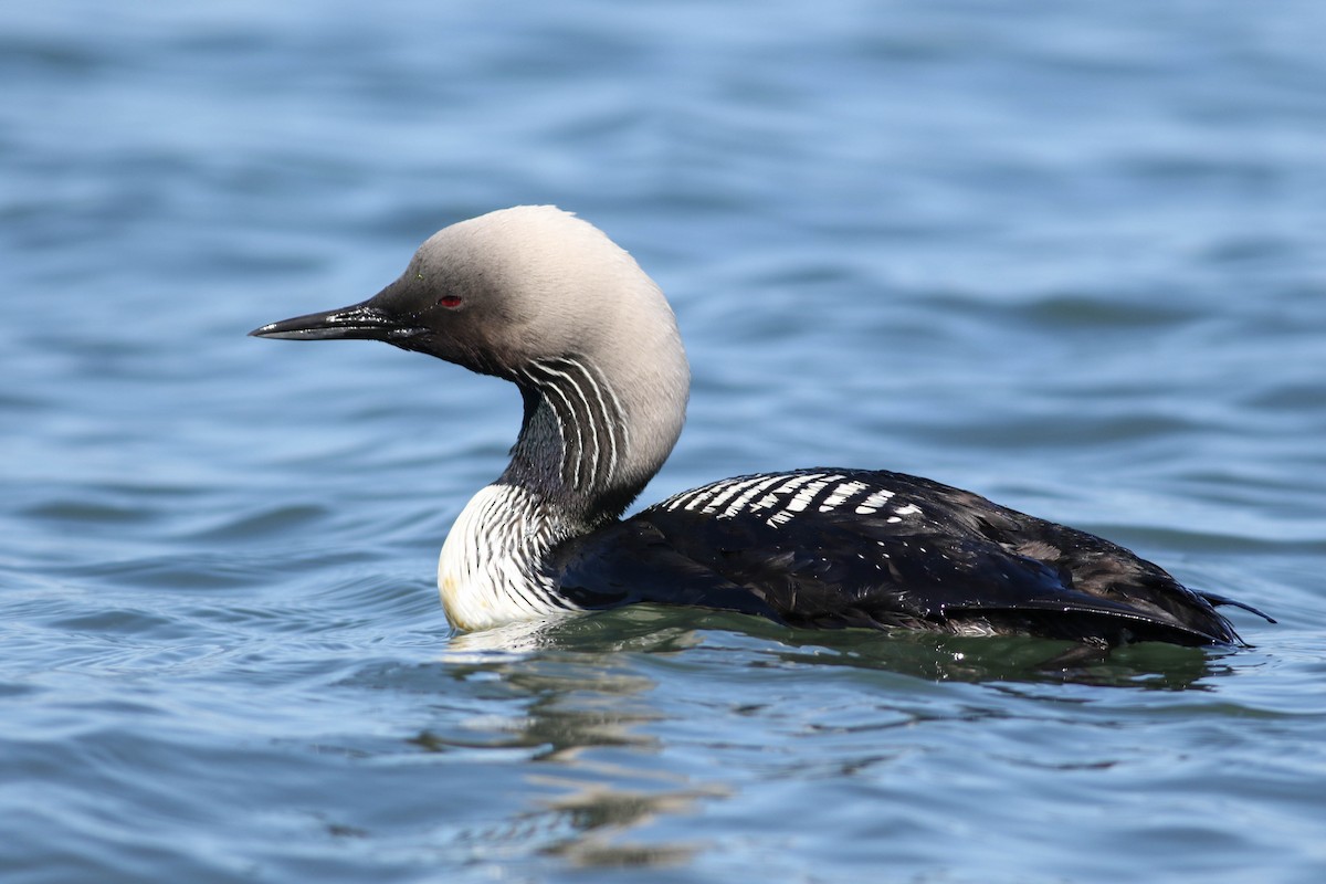 Pacific Loon - Tommy Quarles
