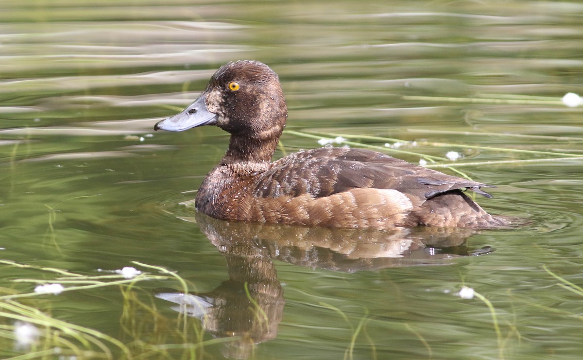 Lesser Scaup - Tommy Quarles