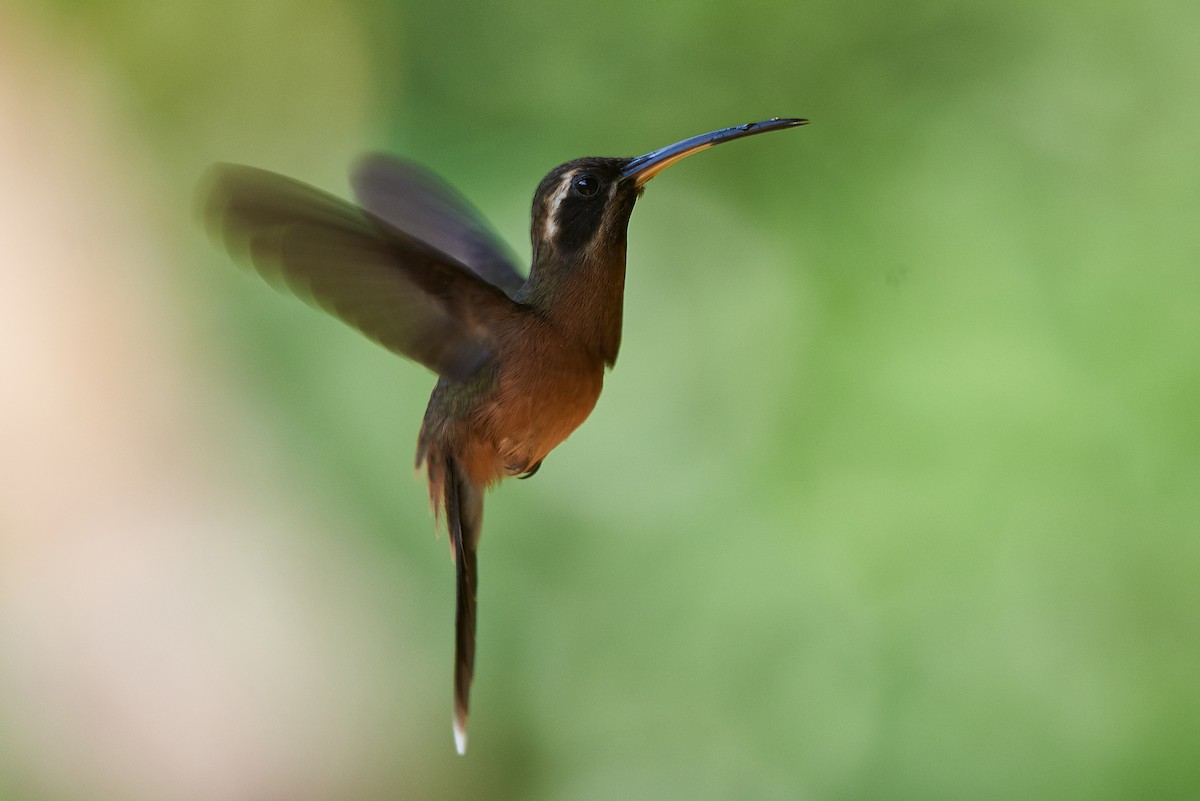 Black-throated Hermit - Anonymous