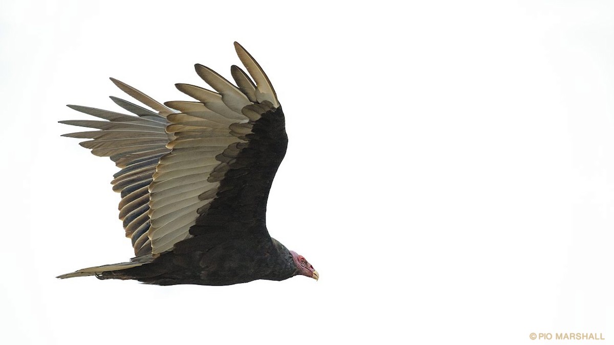 Turkey Vulture - ML108225781