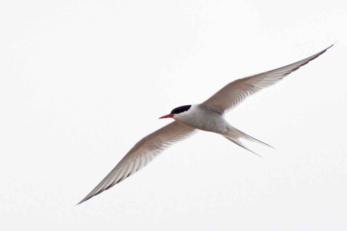 Arctic Tern - Marie O'Neill