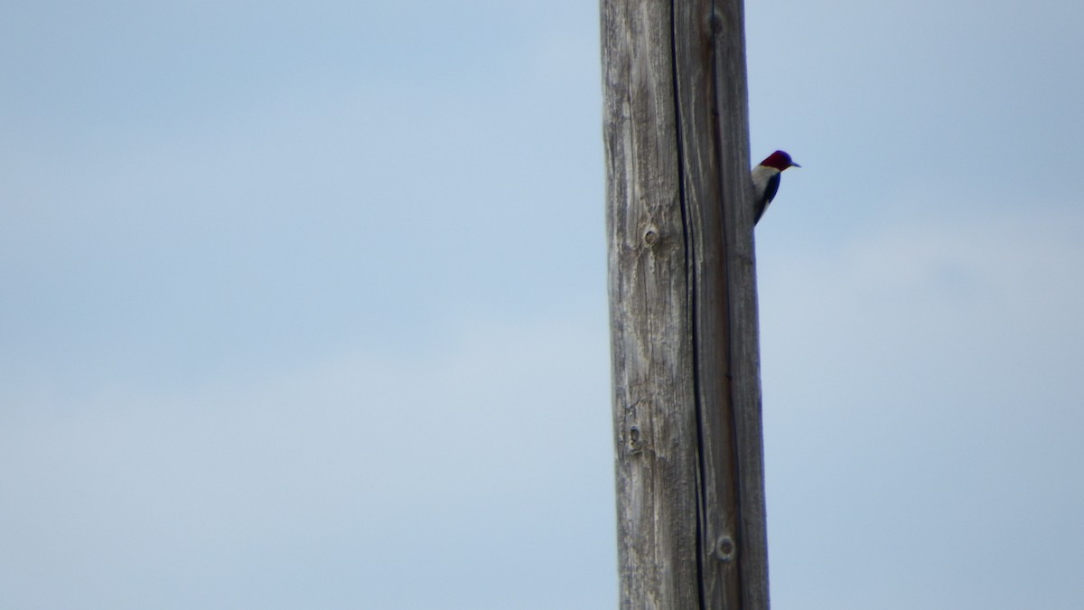 Red-headed Woodpecker - Aaron Ludwig
