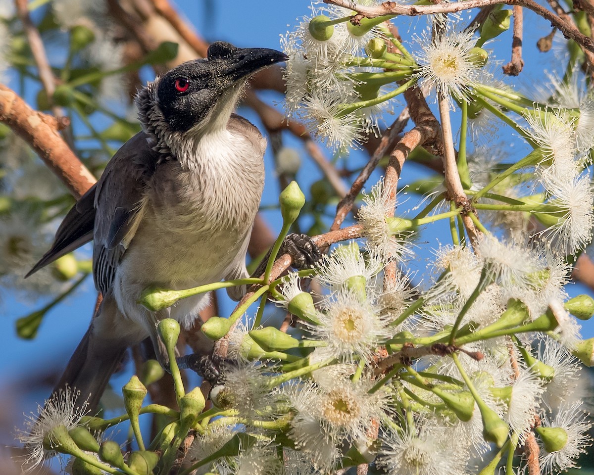 Silver-crowned Friarbird - ML108230261