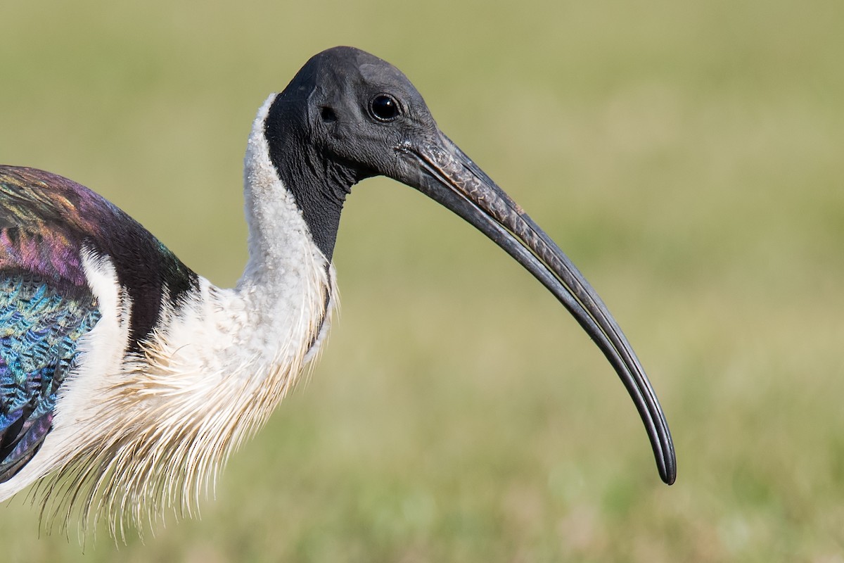 ibis slámokrký - ML108232161
