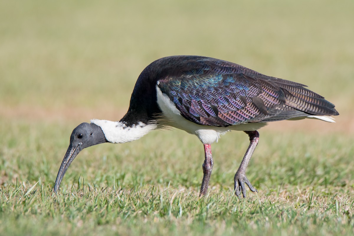 ibis slámokrký - ML108232391