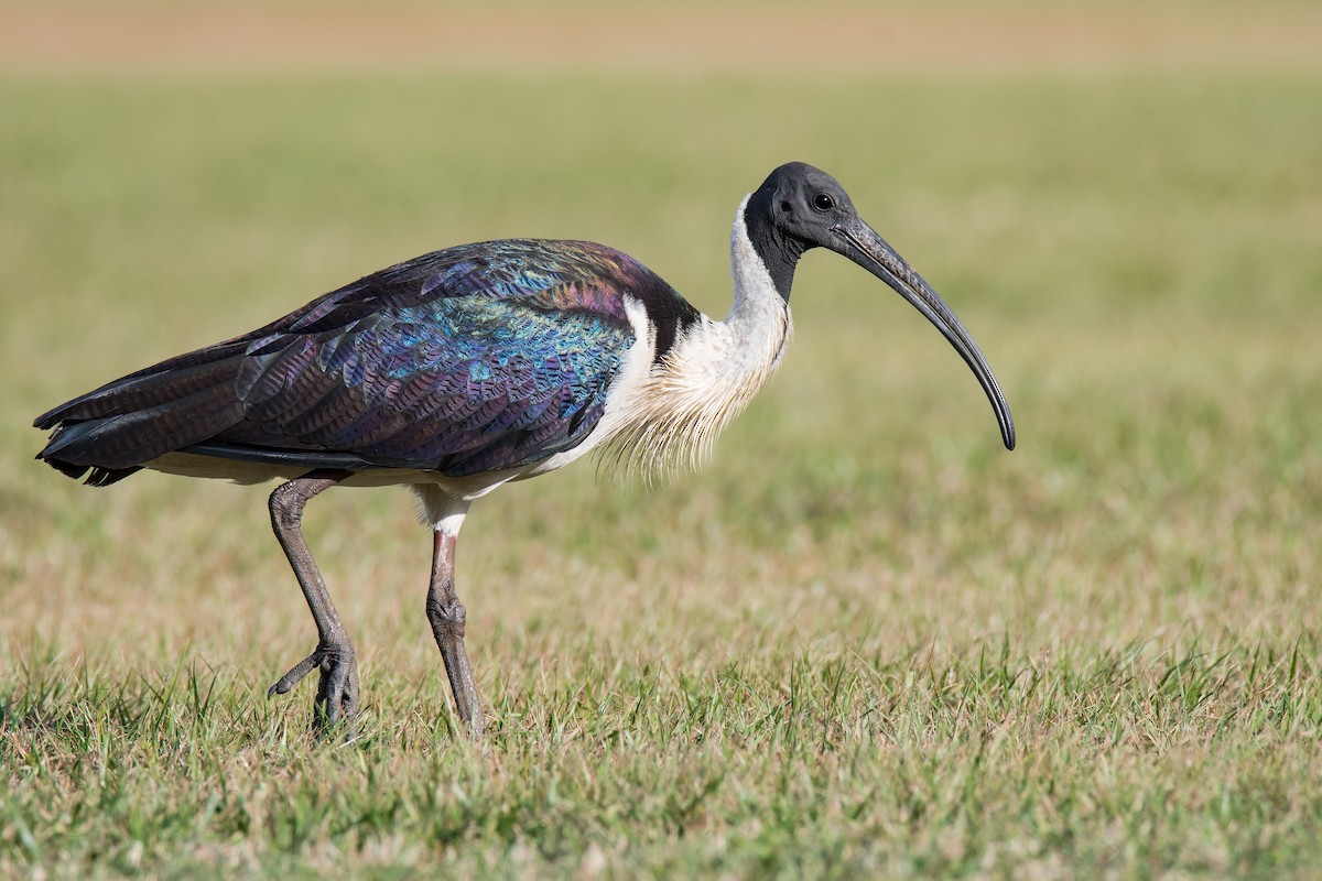 ibis slámokrký - ML108232501