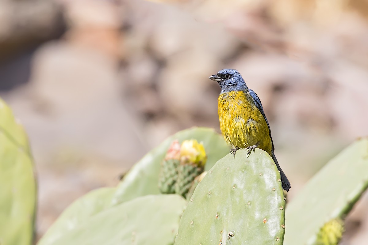 Blue-and-yellow Tanager - ML108232781