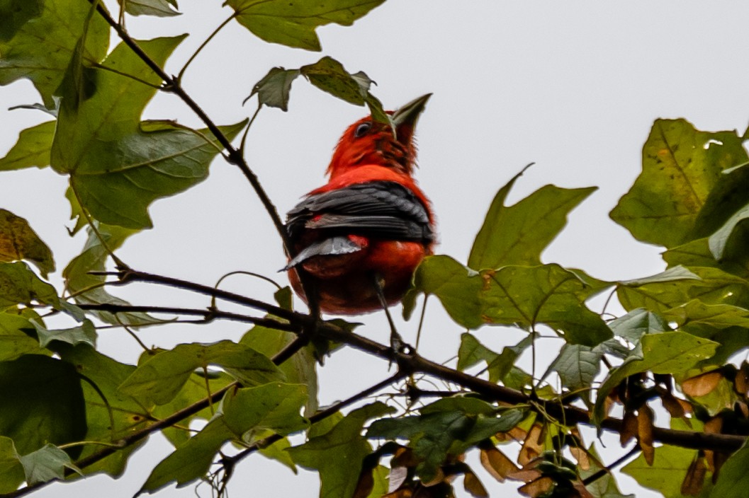 Scarlet Tanager - ML108232871