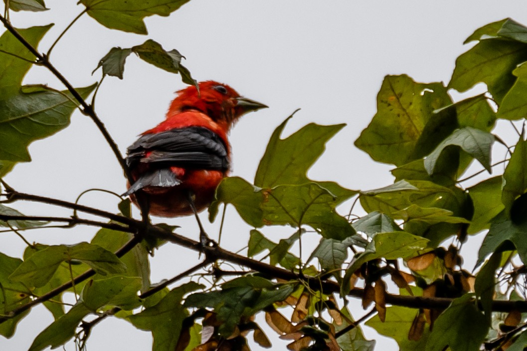 Scarlet Tanager - ML108232881