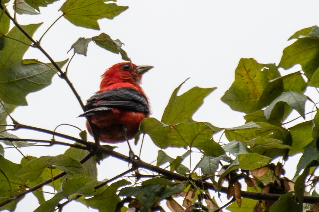 Scarlet Tanager - ML108232891