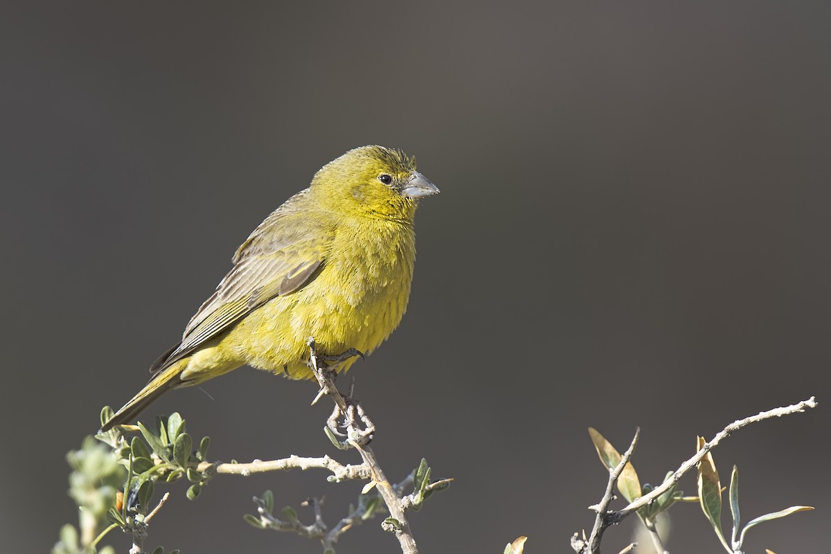 Greenish Yellow-Finch - ML108233771