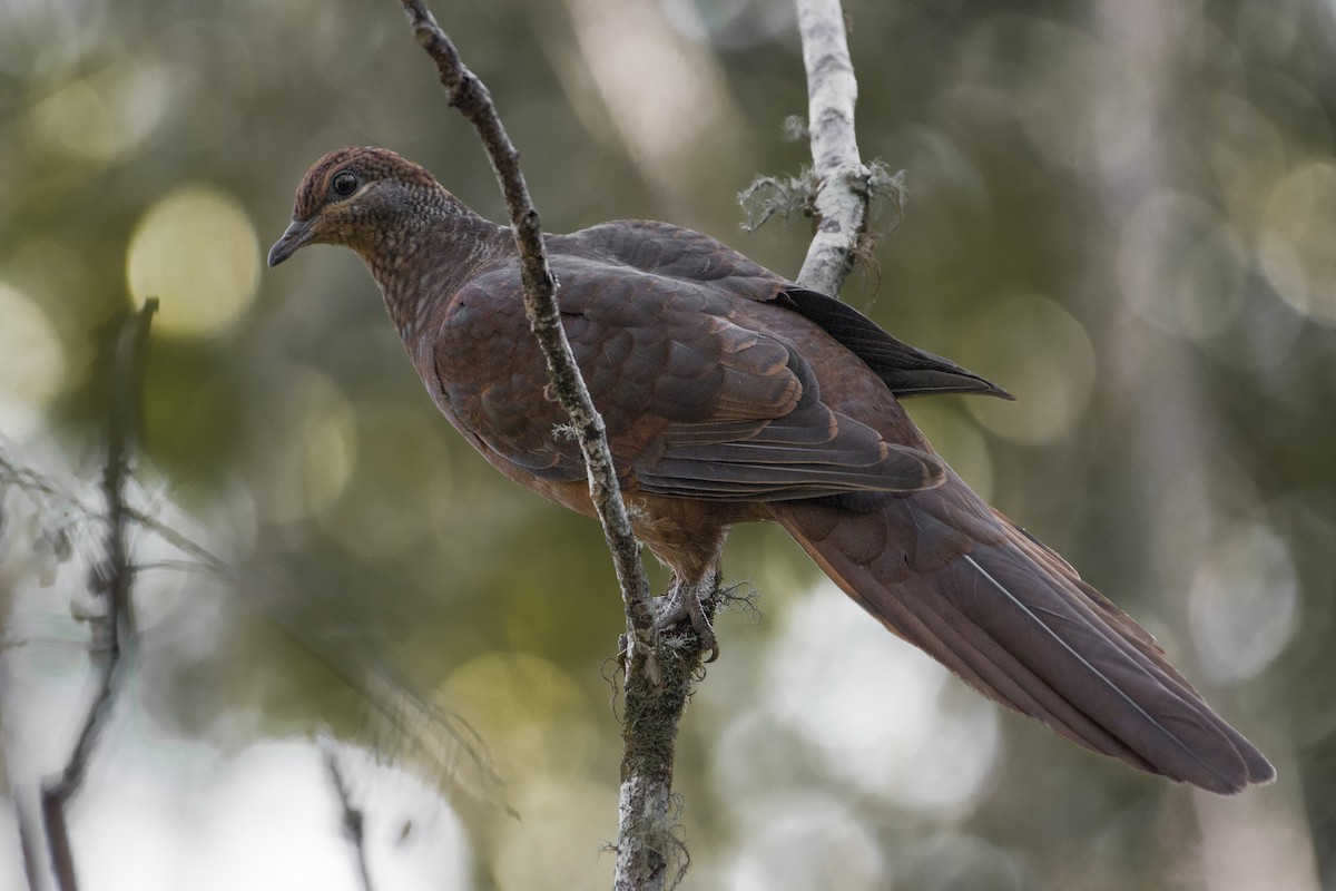 Brown Cuckoo-Dove - ML108234601