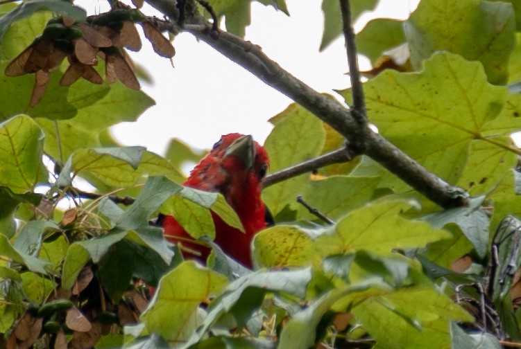 Scarlet Tanager - ML108236201