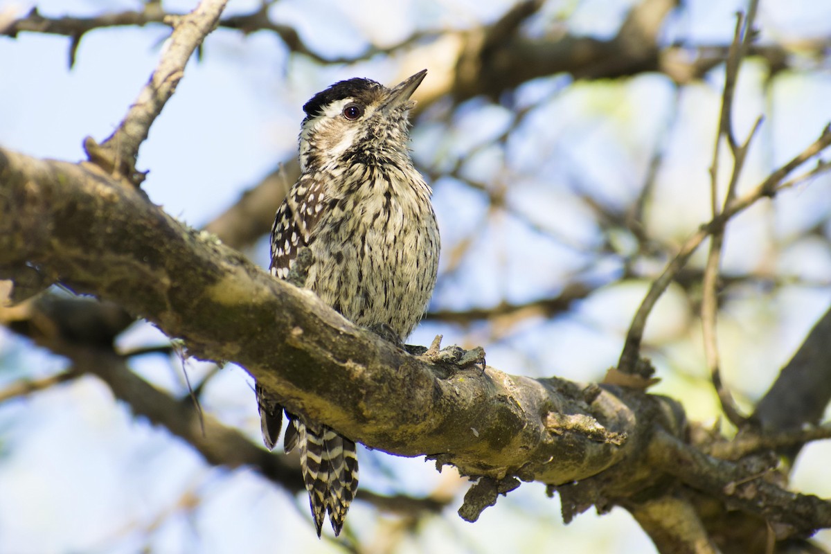 Checkered Woodpecker - ML108236591
