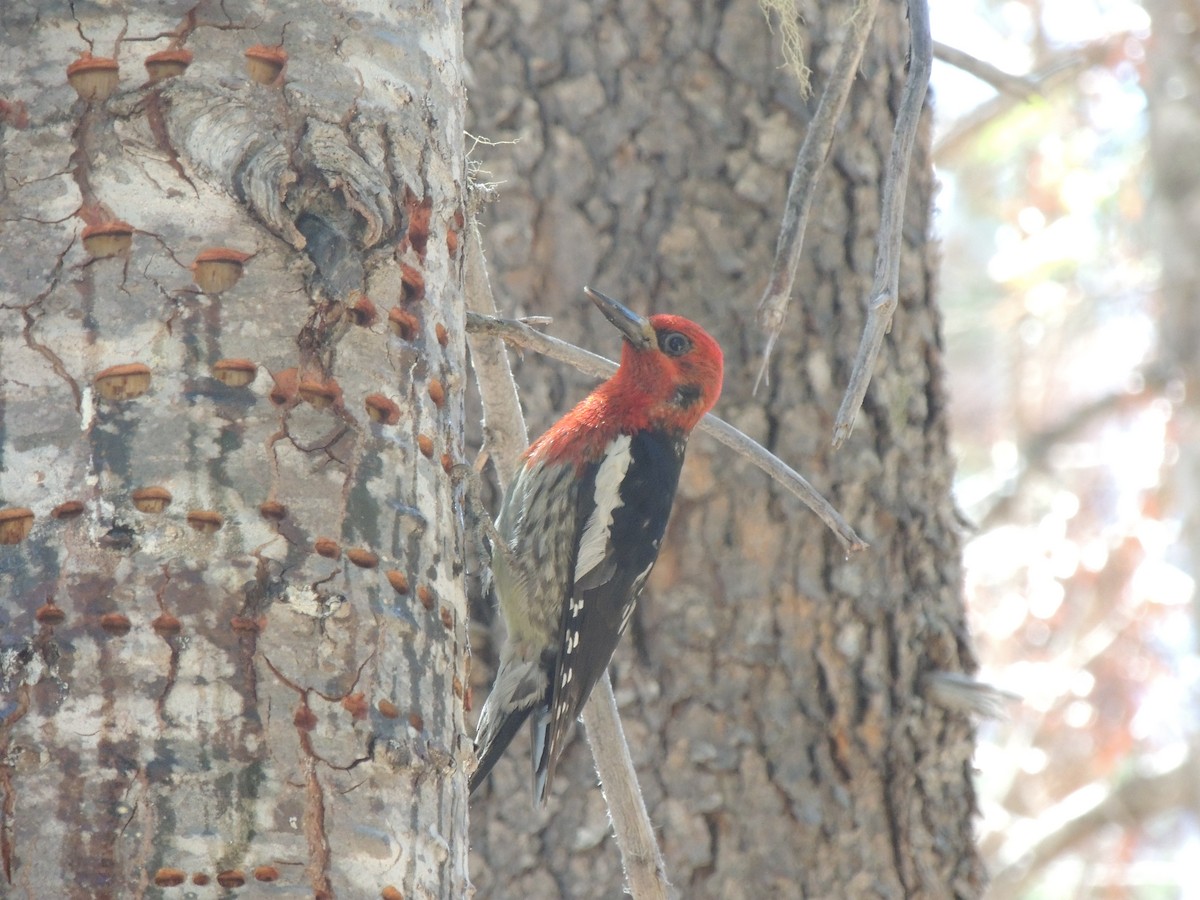 Red-breasted Sapsucker - Kerry Turley