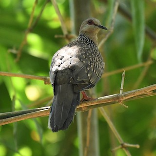 Spotted Dove, ML108244761