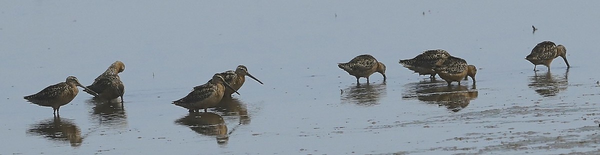 Long-billed Dowitcher - ML108245841