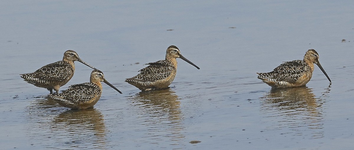Long-billed Dowitcher - ML108245861