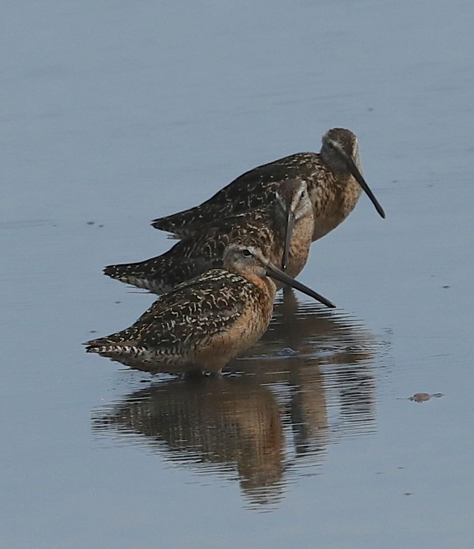 Long-billed Dowitcher - ML108245881